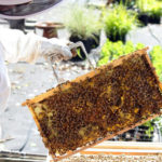 tryon_palace_bees_1