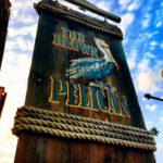 brown pelican