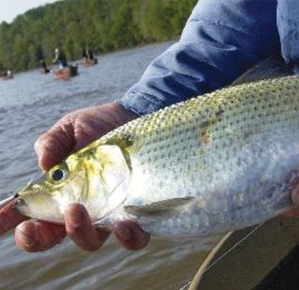 In the Spring, When Shad was King