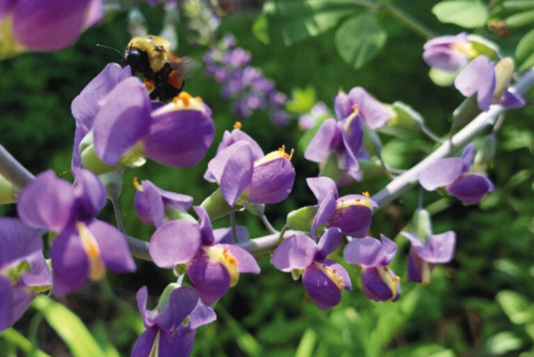 Catch the Pollination Buzz at the Palace!
