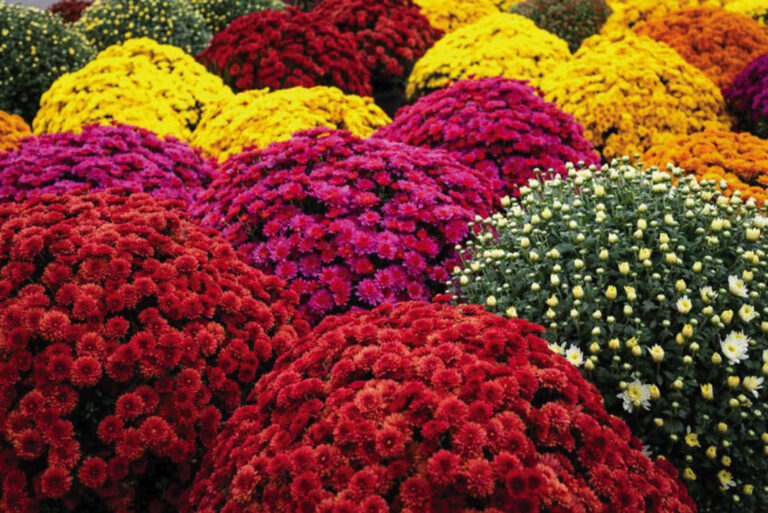 11 Fun Things To Know About Mums