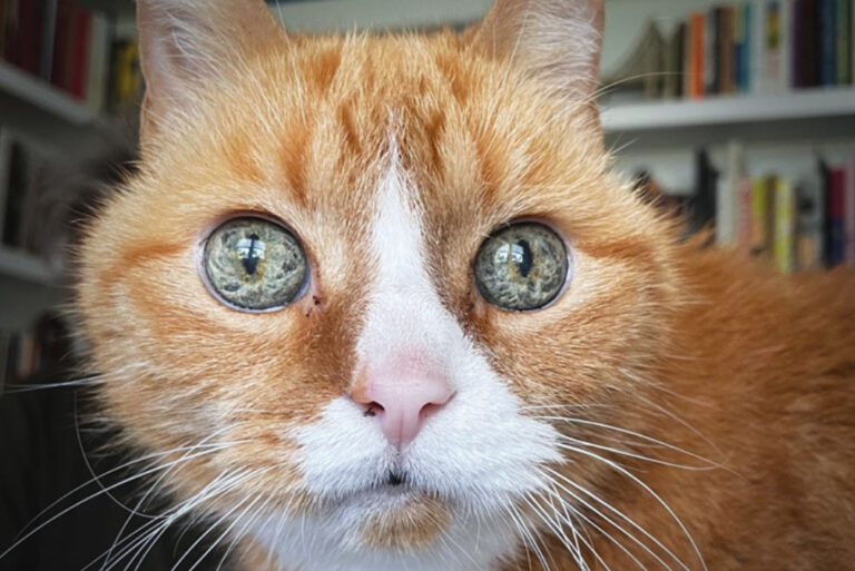 Mr. Munky M. Marinković