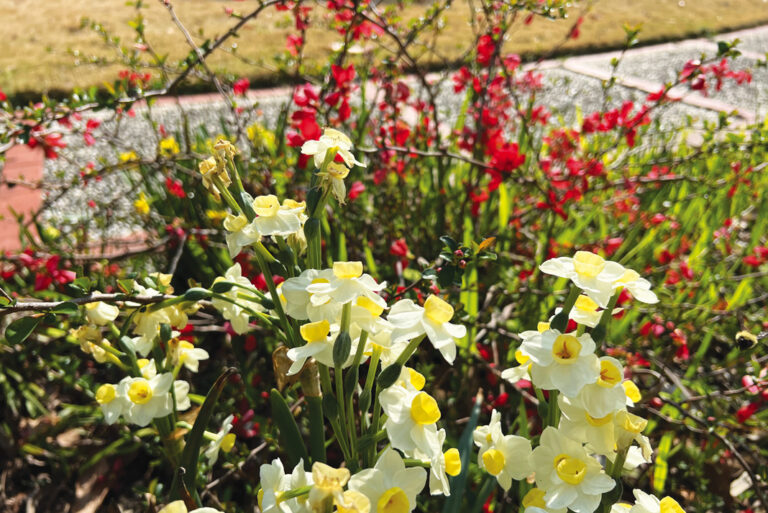 Embrace the Magic of Spring in the Tryon Palace Gardens