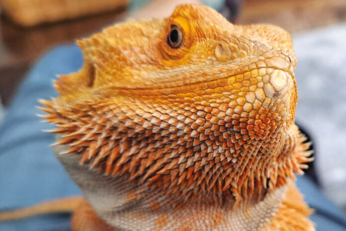 pet