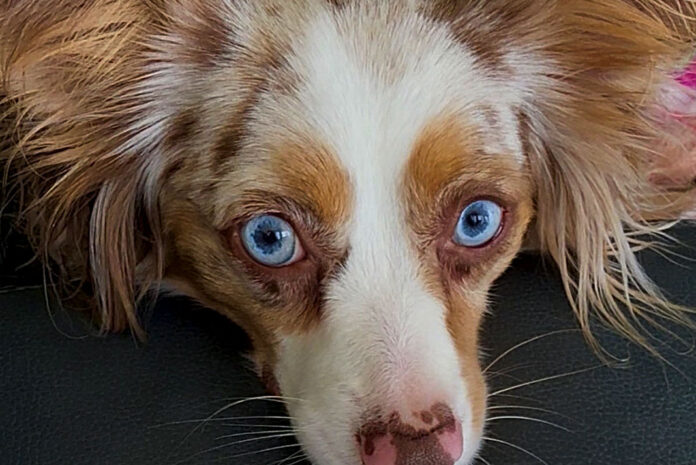pet