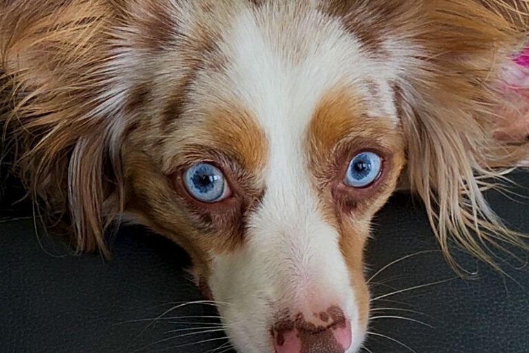 Violet